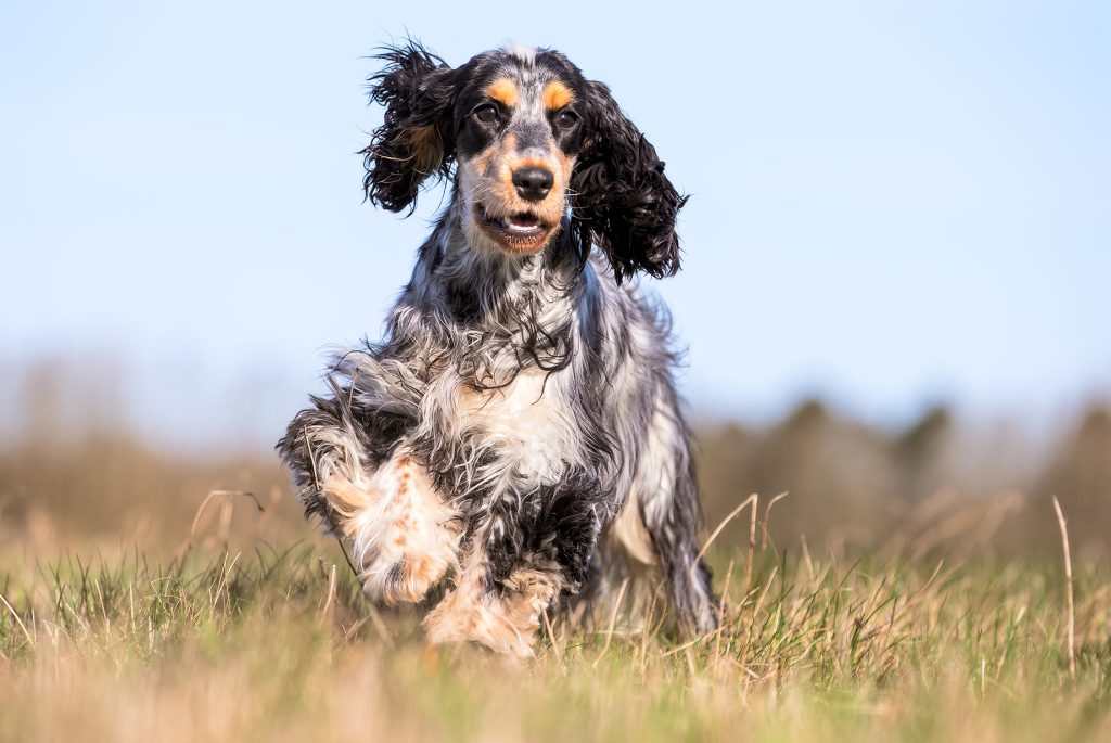 Hunting breeds - TicTic.pro