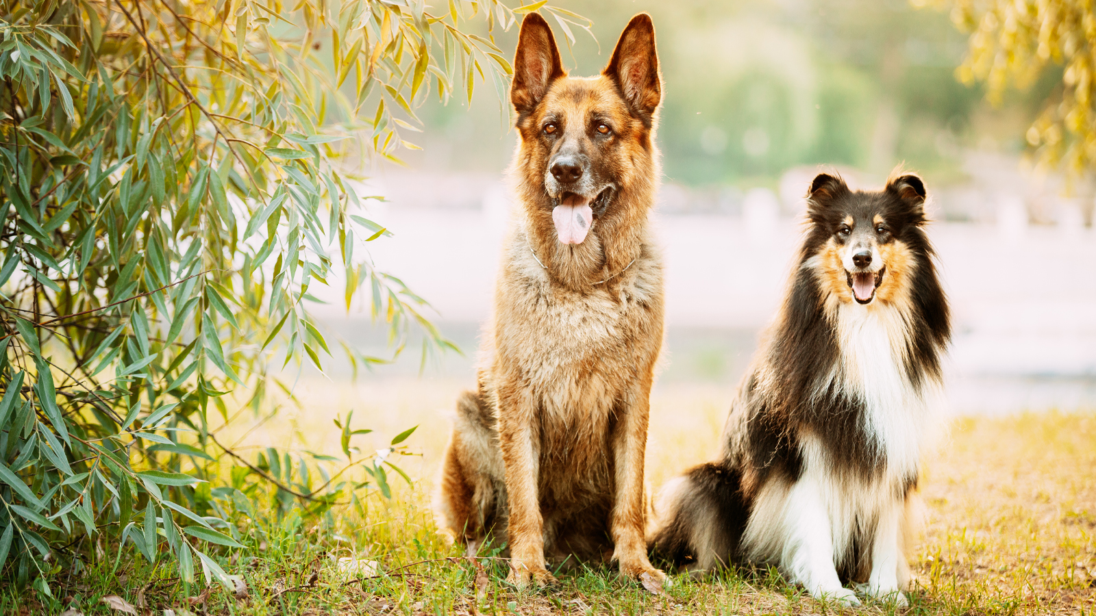 Top 10 most intelligent dog breeds