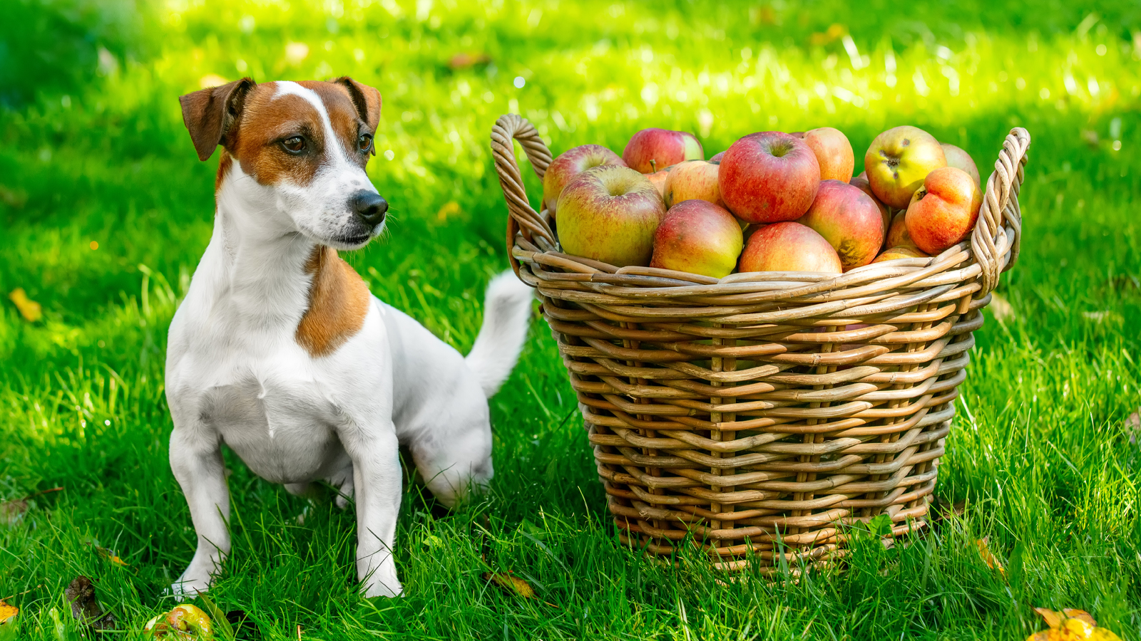 TicTic.pro - What fruits can be given to dogs